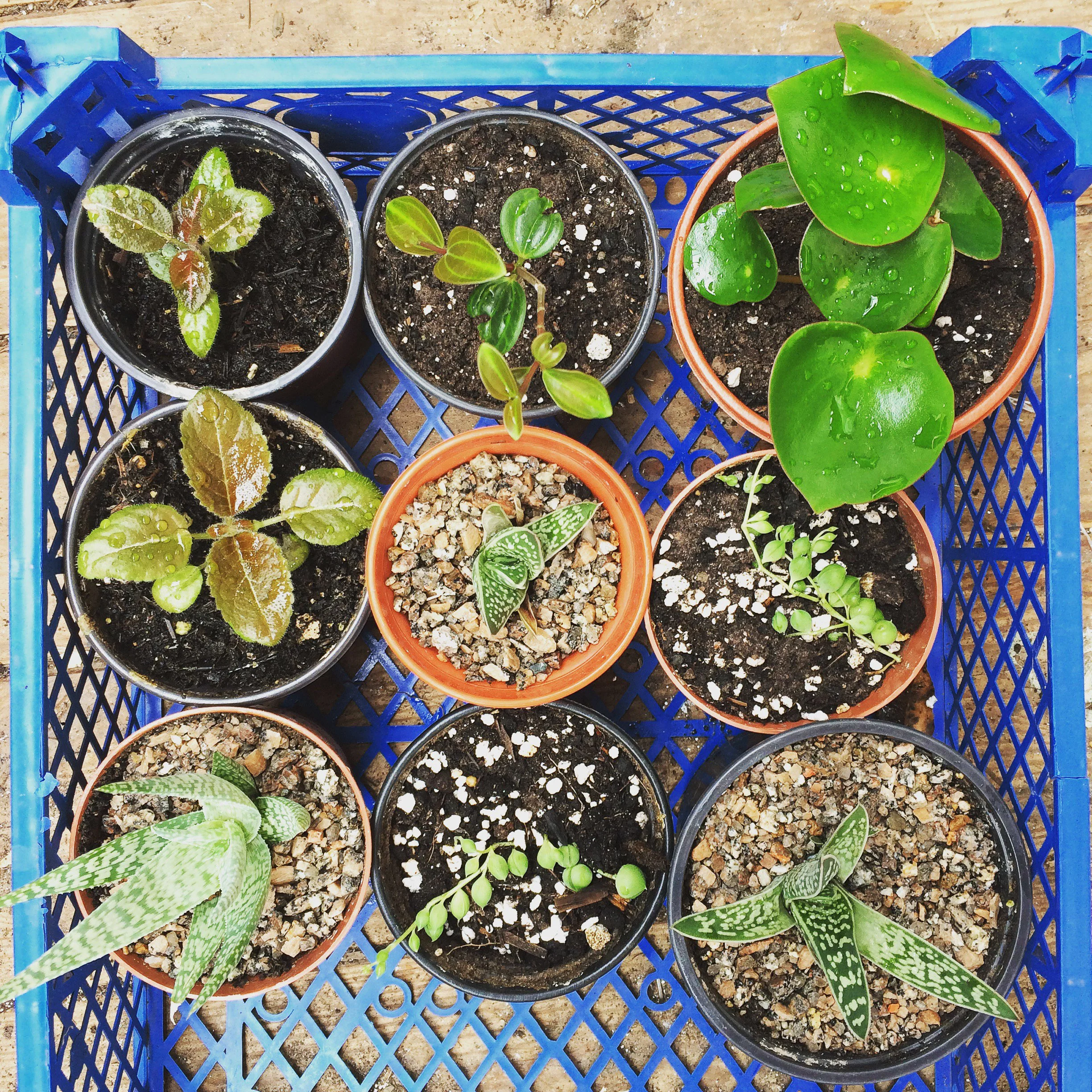 Episode 325: Five things I'd do today to help your houseplants