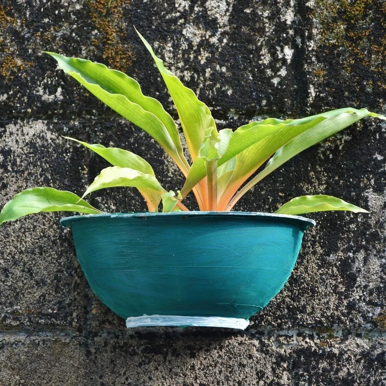 Episode 328: bringing houseplants inside after summer? Remember the five Ps ...