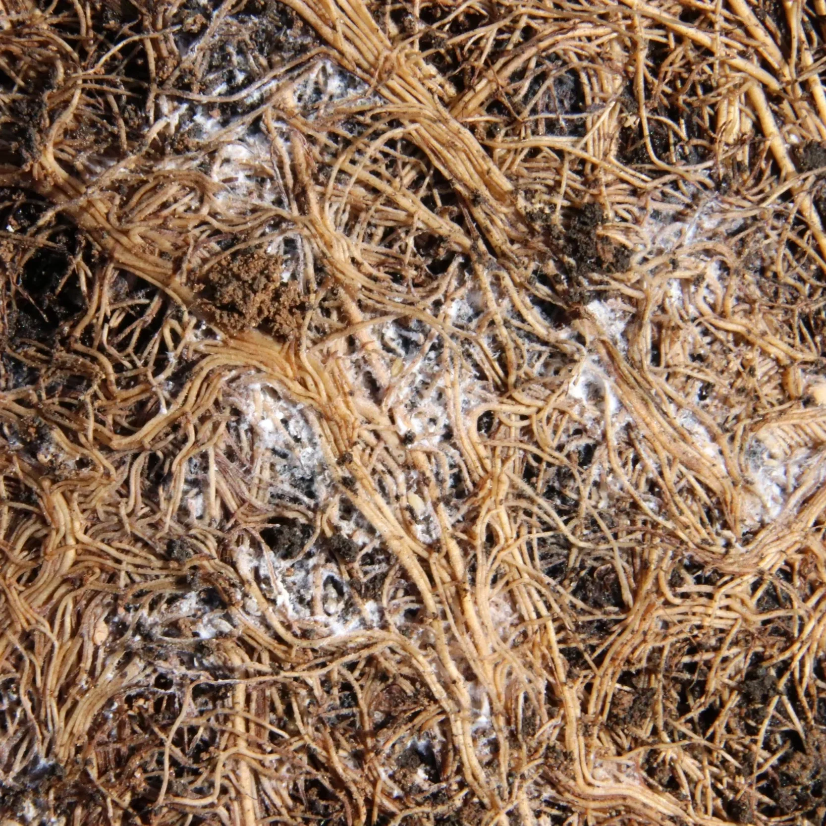 Episode 329: Root mealybugs: how to spot and prevent this hidden pest