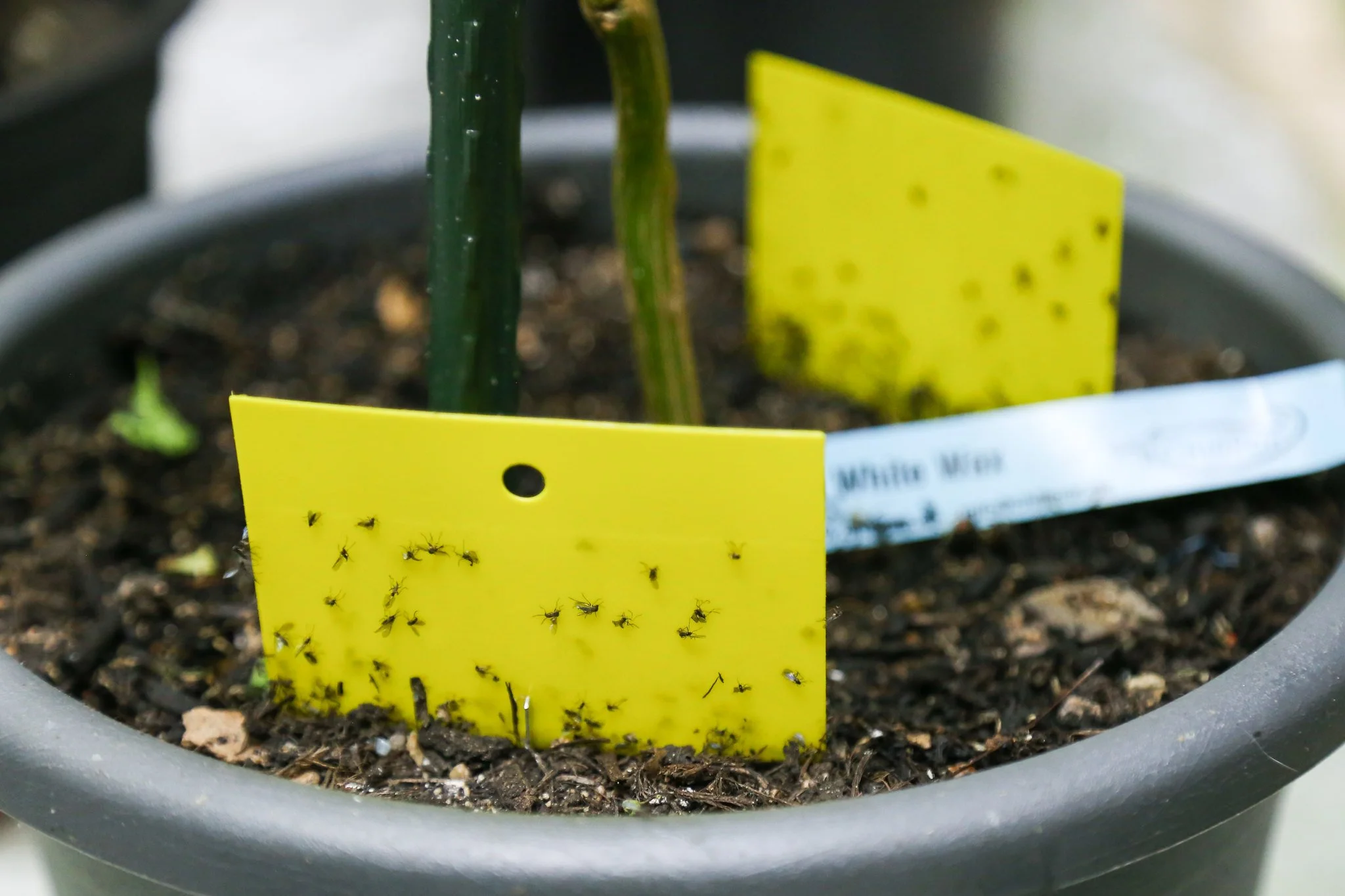 Episode 331: My golden rules for defeating fungus gnats