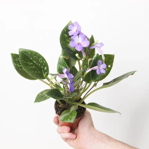 Episode 332: Ooh, What’s that plant? New houseplants catching my eye