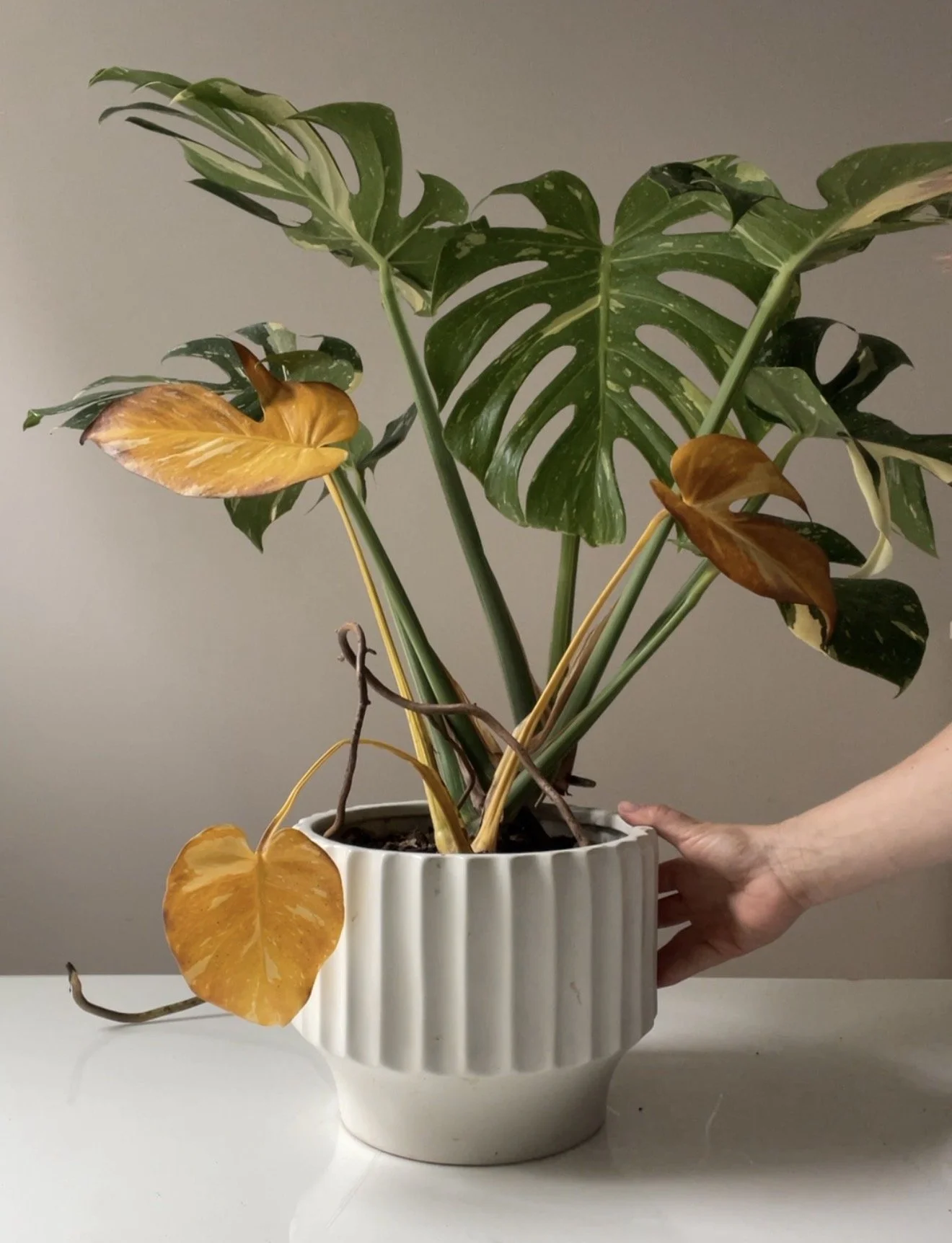 Episode 318: How to use propagation to save your plants from disaster