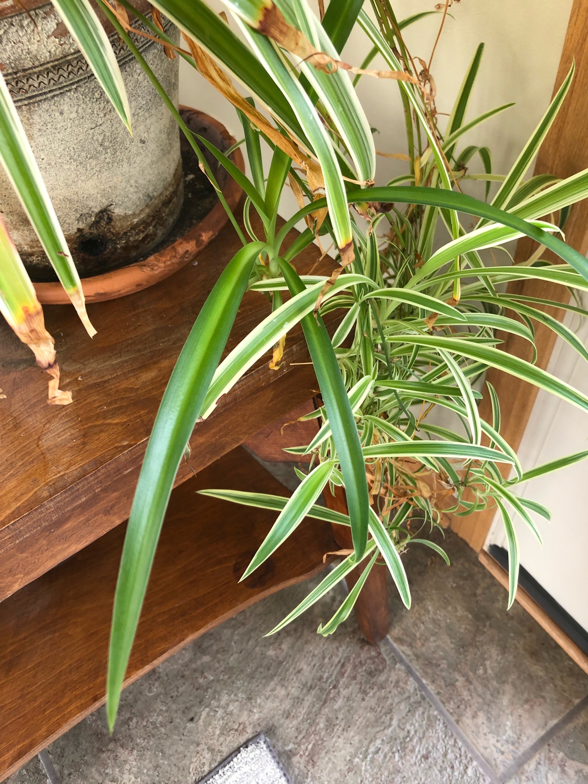 Episode 101: the spider plant aka Chlorophytum comosum — Jane Perrone
