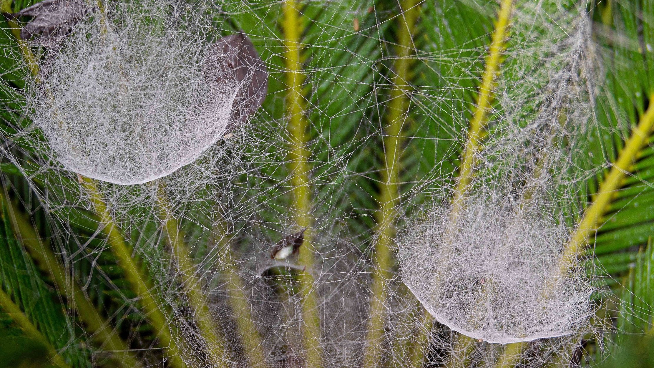 Do Spiders Like Humidity: How Humidity Affects Spiders