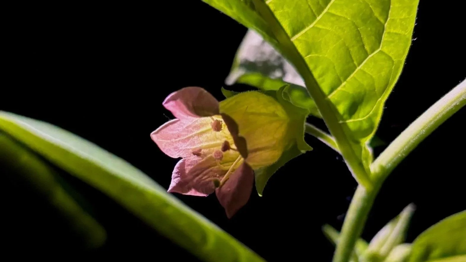 Deadly nightshade flower