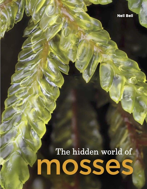 The secret world of moss, ancient ancestor of all plants and vital for the  health of the planet - Inside Ecology