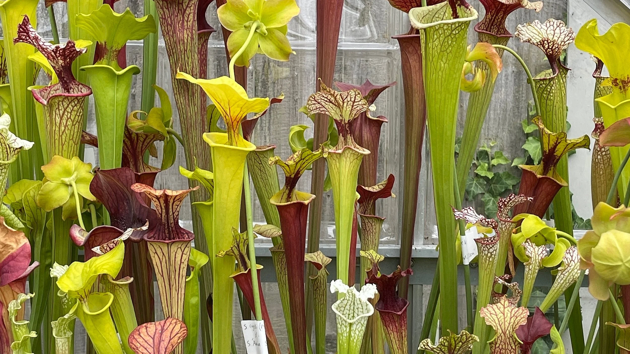Episode 270 carnivorous plants in the greenhouse — Jane Perrone