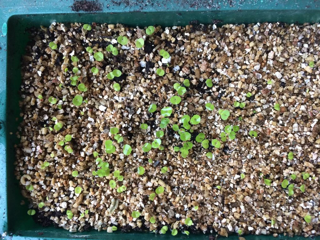 Terrified of sowing? Here's why you should grow houseplants from seed...