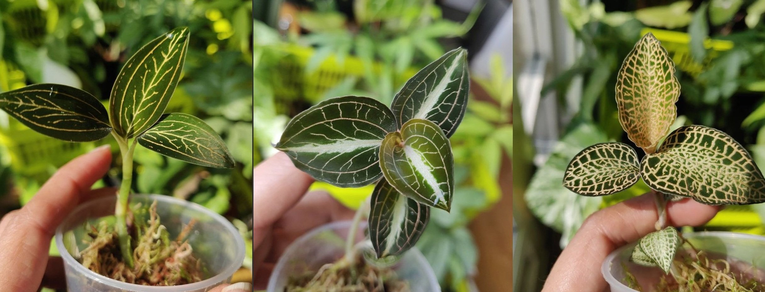 Jewel Orchid Care: How to Grow Ludisia discolor