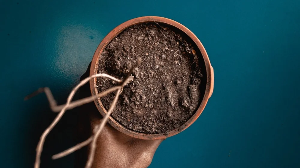 Simple Tips for Using Coffee Grounds in Houseplants