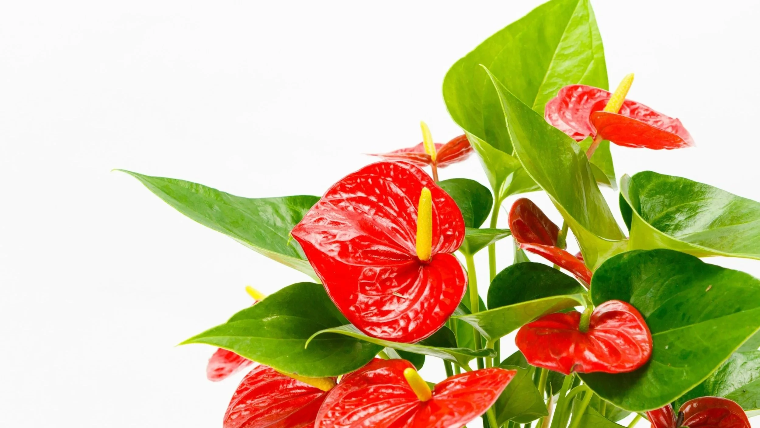Episode 330: My pick of the best flowering houseplants