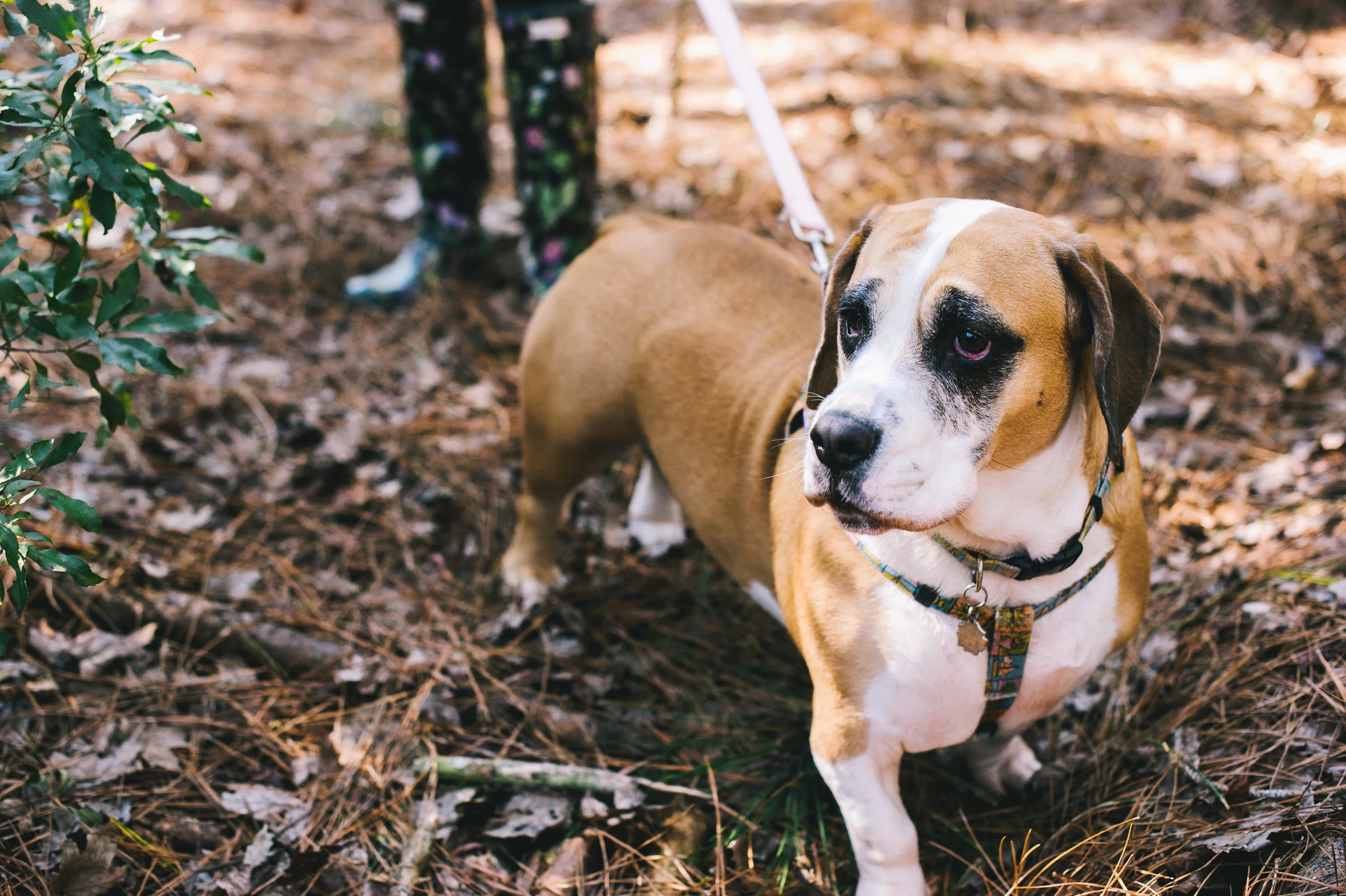 Evergreen Pet Lodge HHI