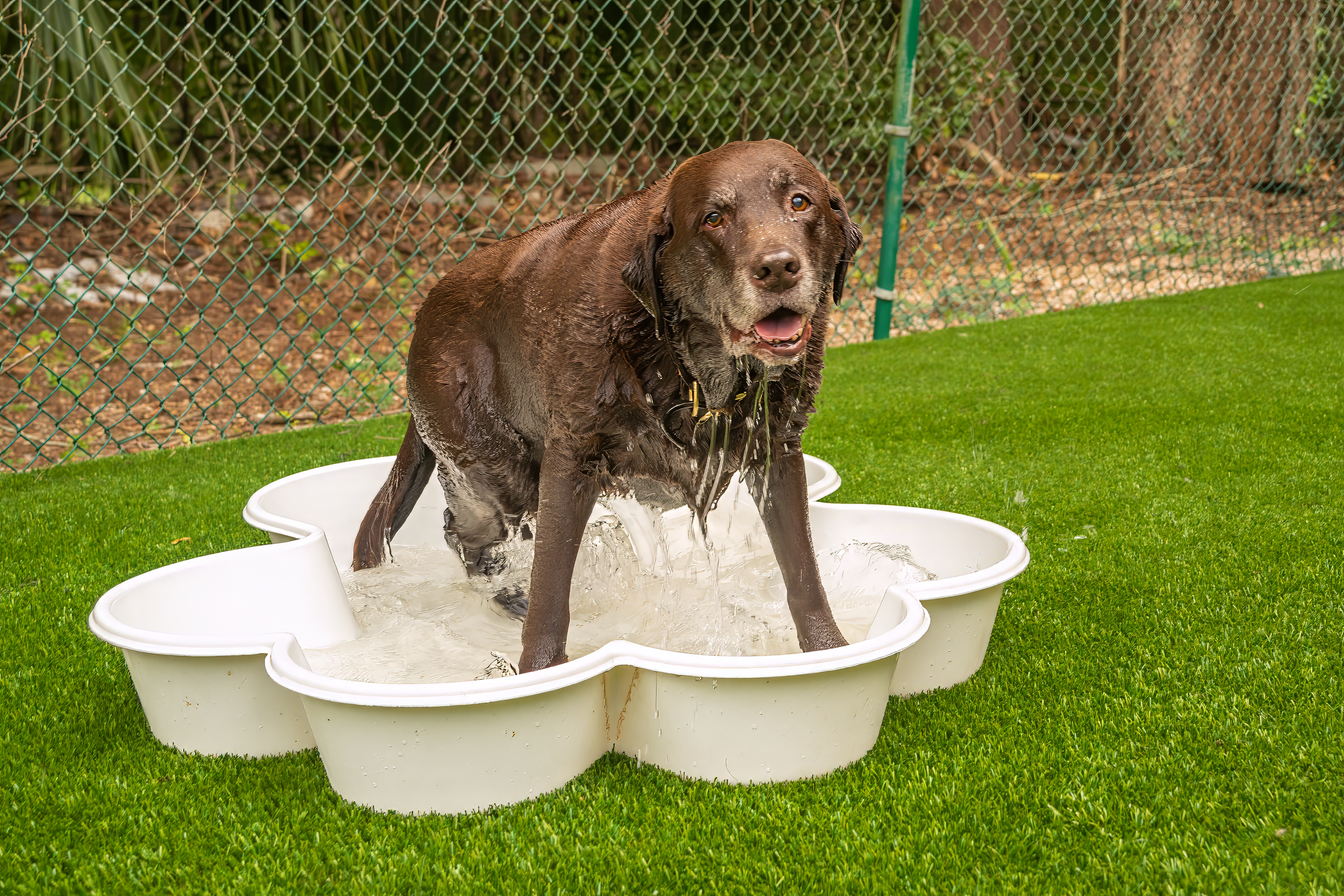 2024_Evergreen Pet Lodge-03846_FINAL.png