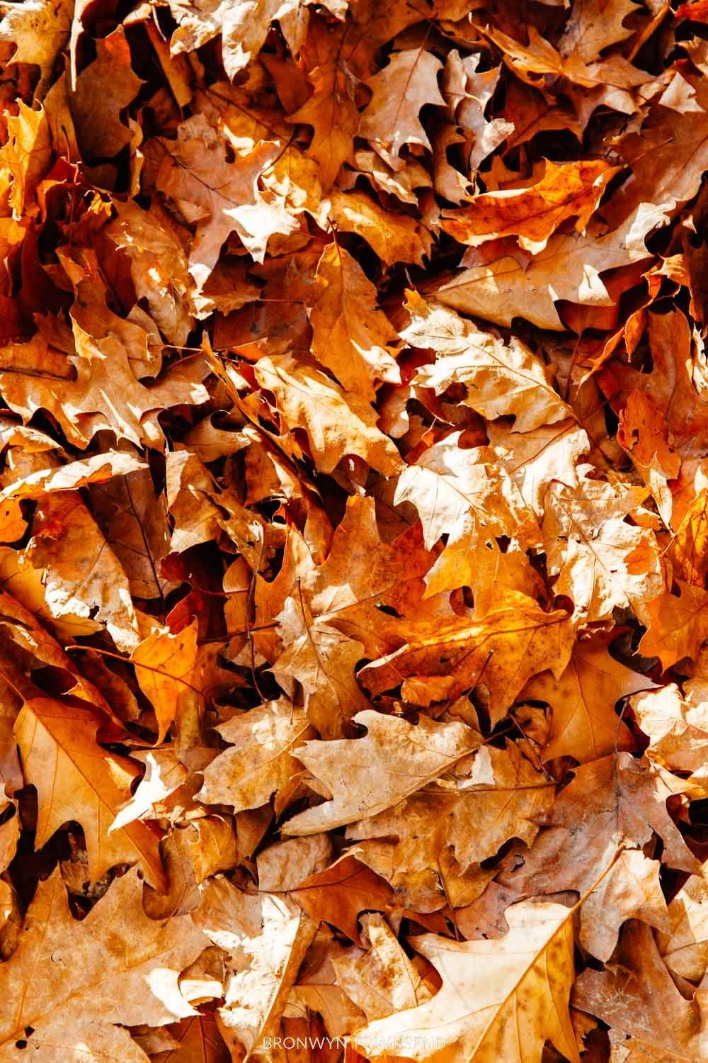 Autumn In London Where To Find The Best Fall Colours 2022 autumn-in-london-where-to-find-the-best-fall-colours-2022