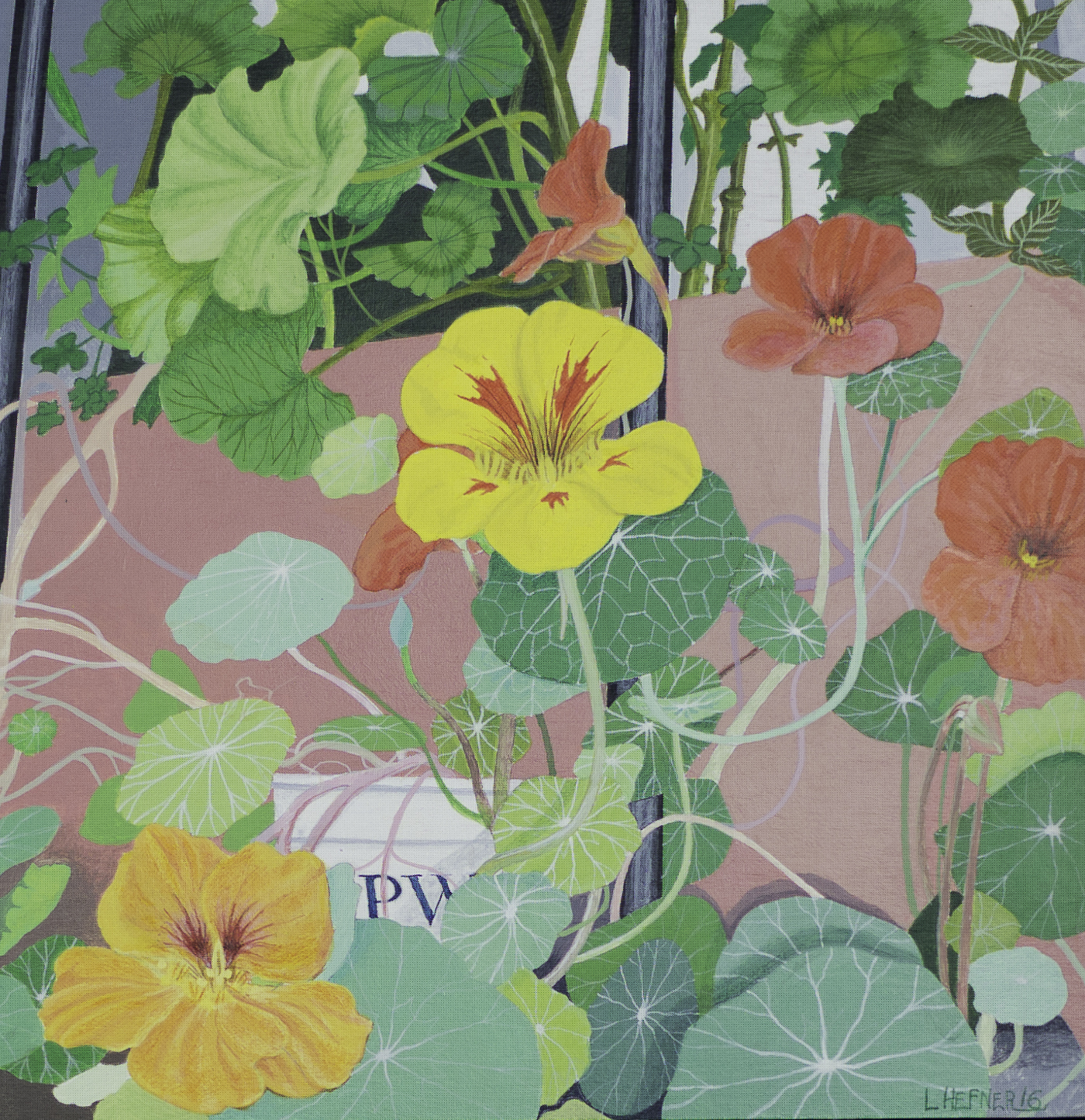 Winter Nasturtiums