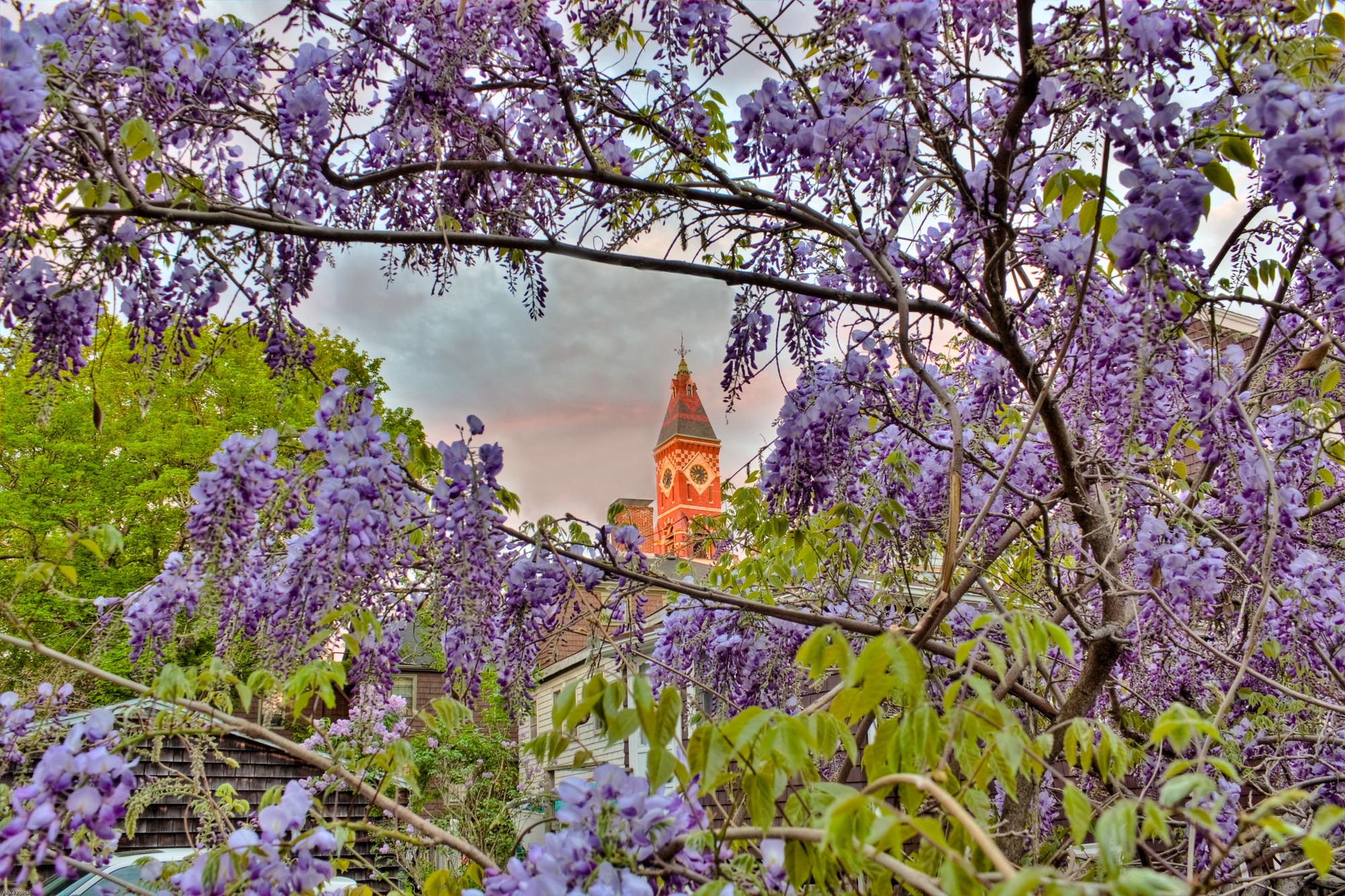 Abbot Hall through the Wisteria