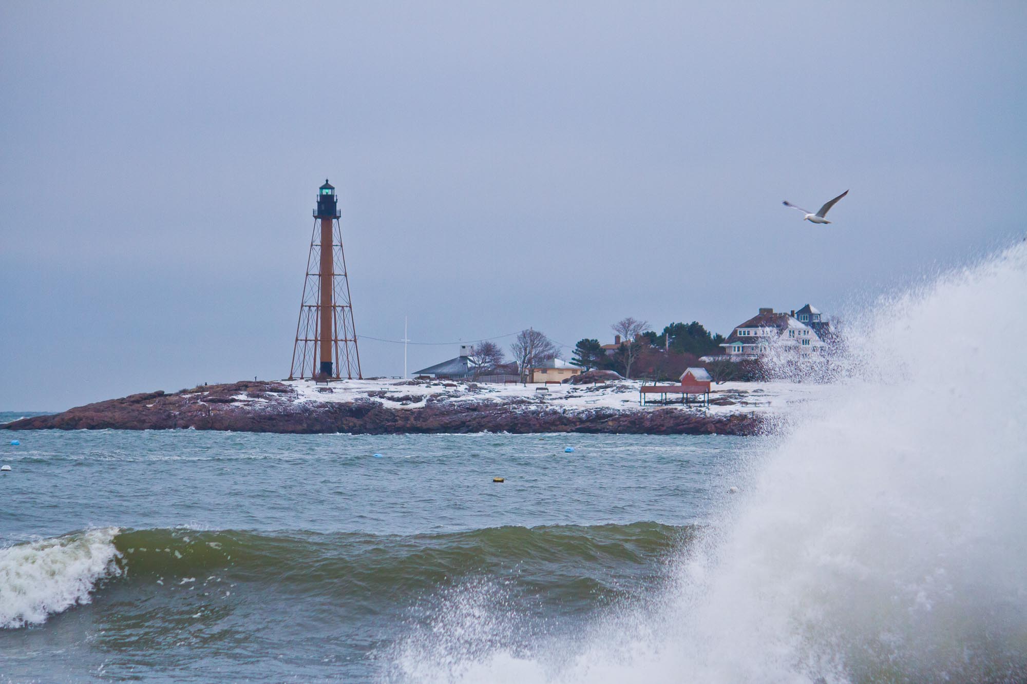 "Surfing Seagull"