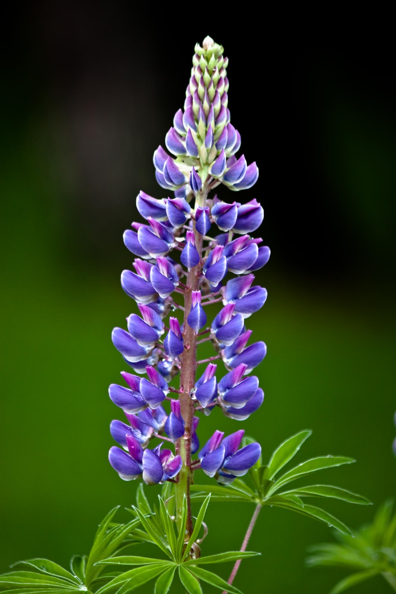 Single Lupine