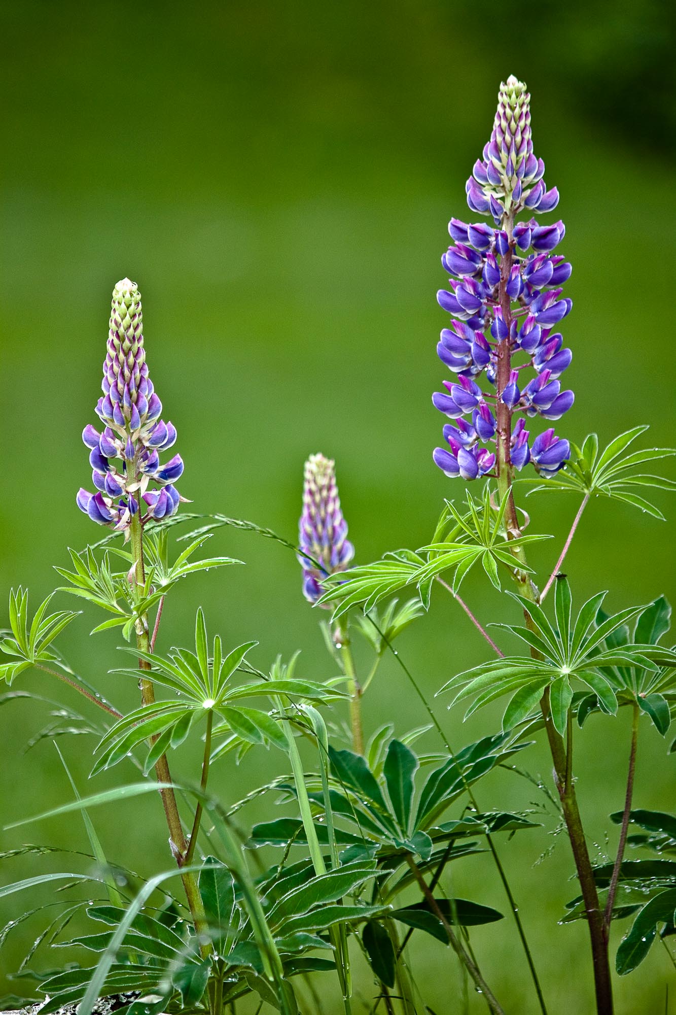 "Lupines"