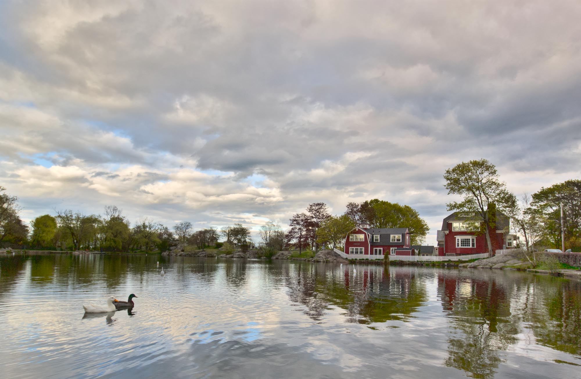 Redd's Pond / Ducks