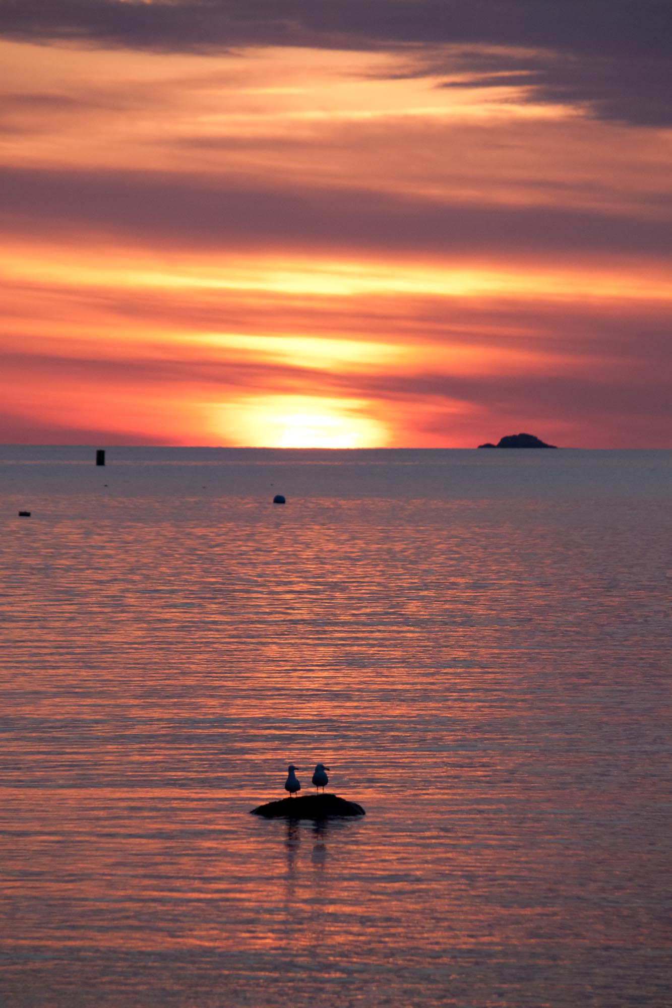 Seagulls at Sunrise 