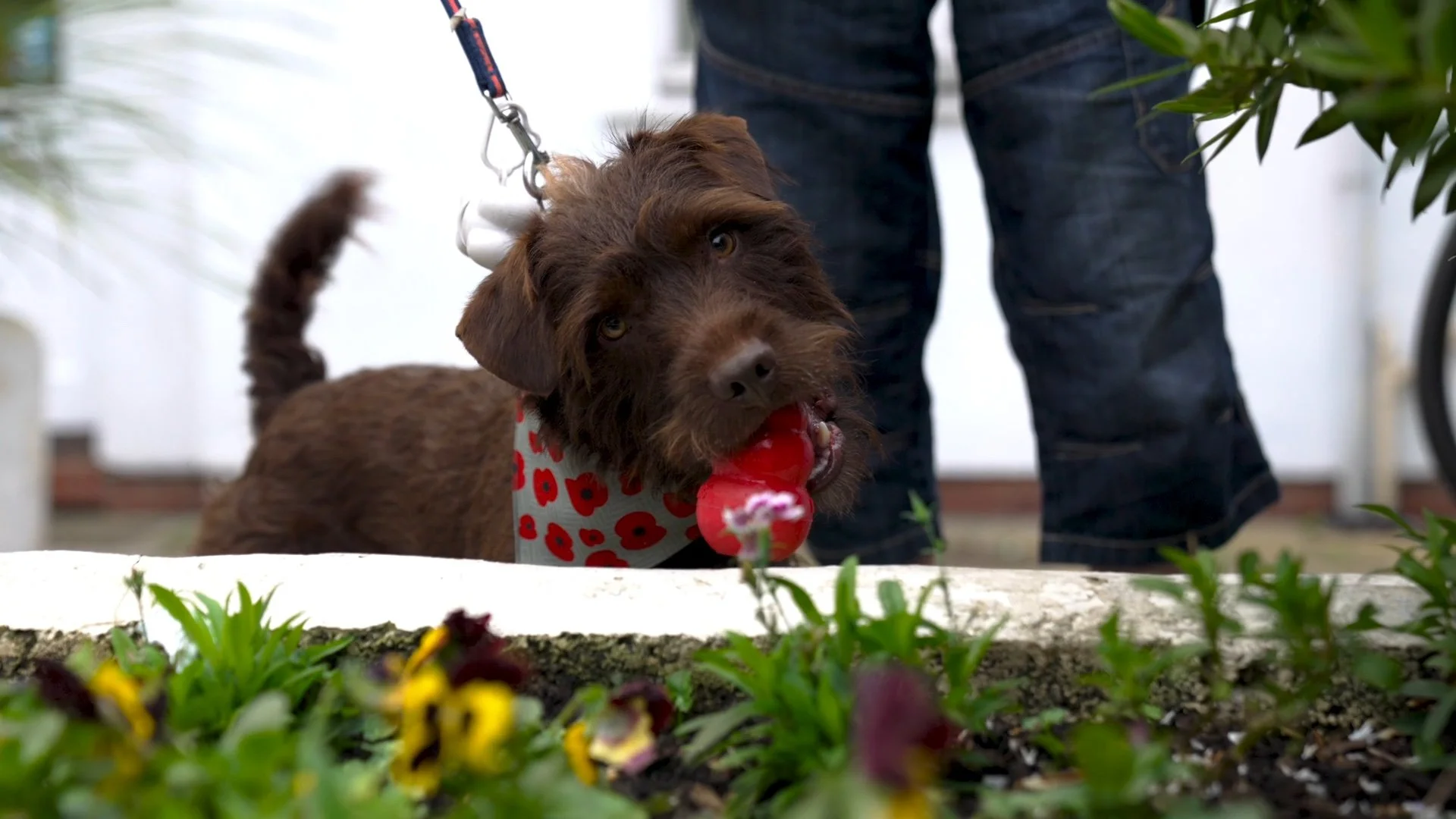 A brown dog with a red and white bandana playing with a red ball in a garden, with a person standing behind it and green plants in the foreground.