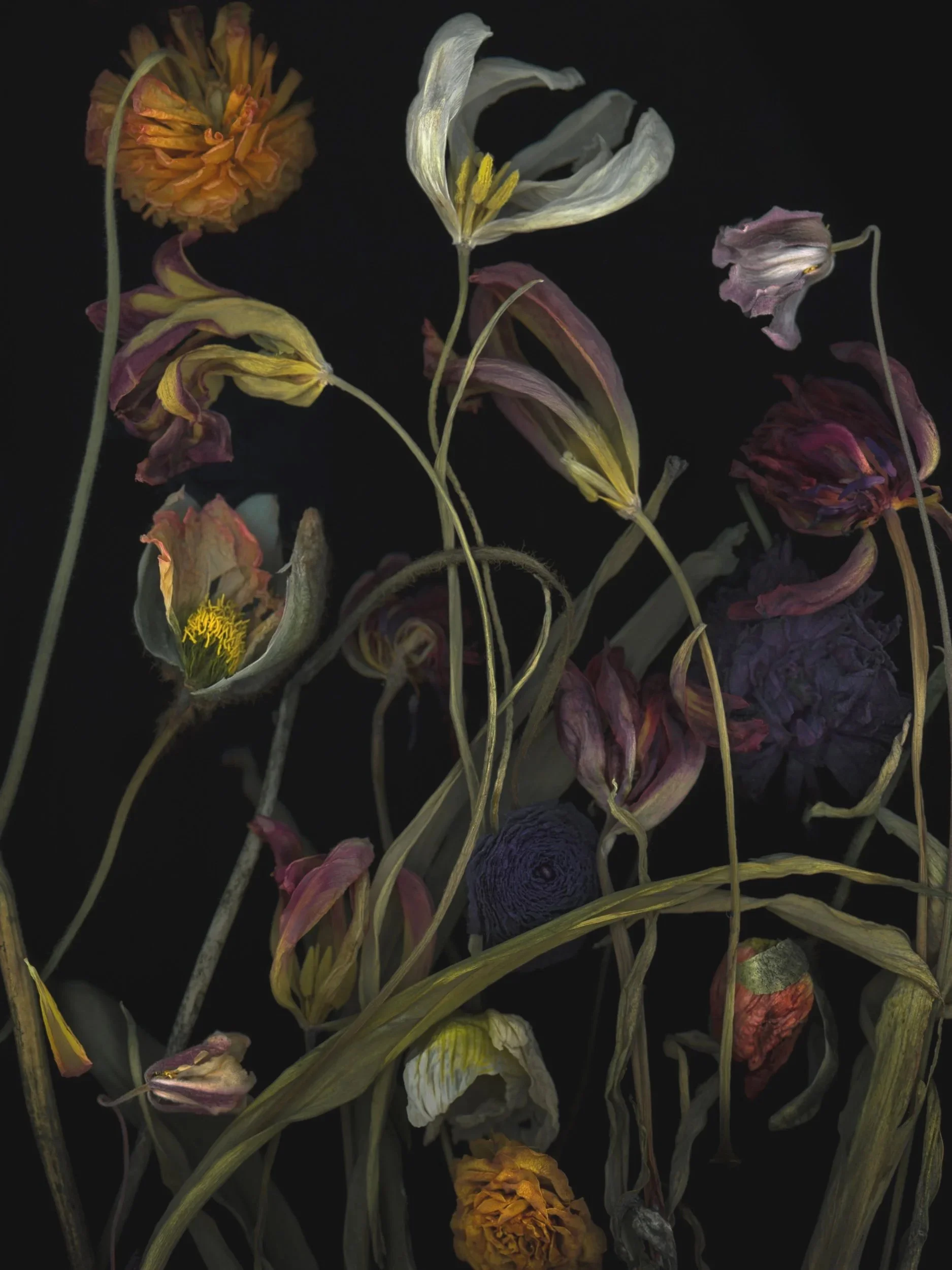 Solakoglu_Botanica II.jpg