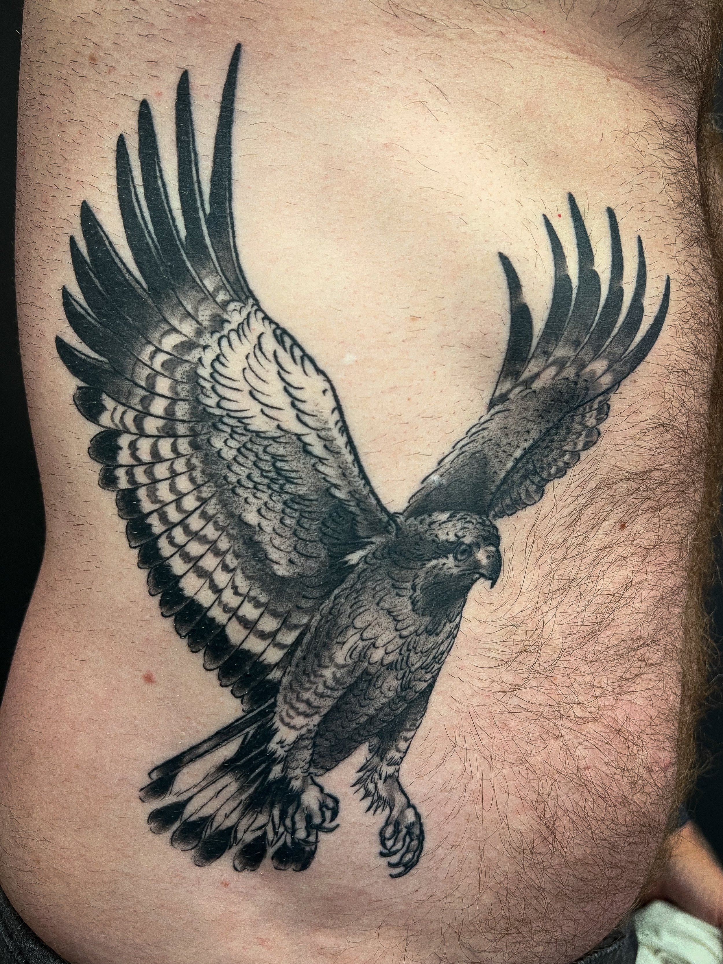 redtailed hawk blackwork illustrative tattoo.jpg