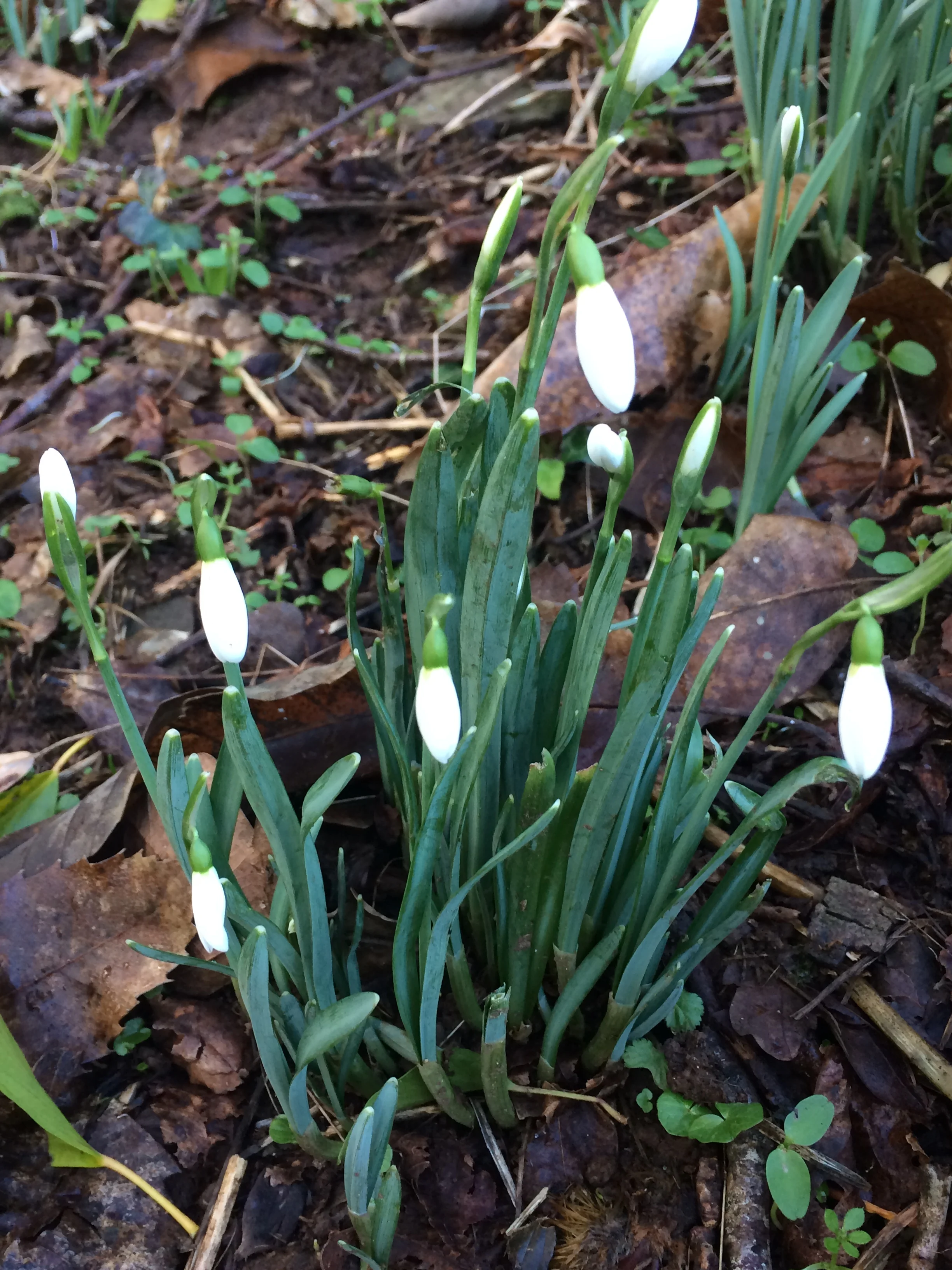 New Year Yoga Retreat with Liz Dillon at Eden Rise 