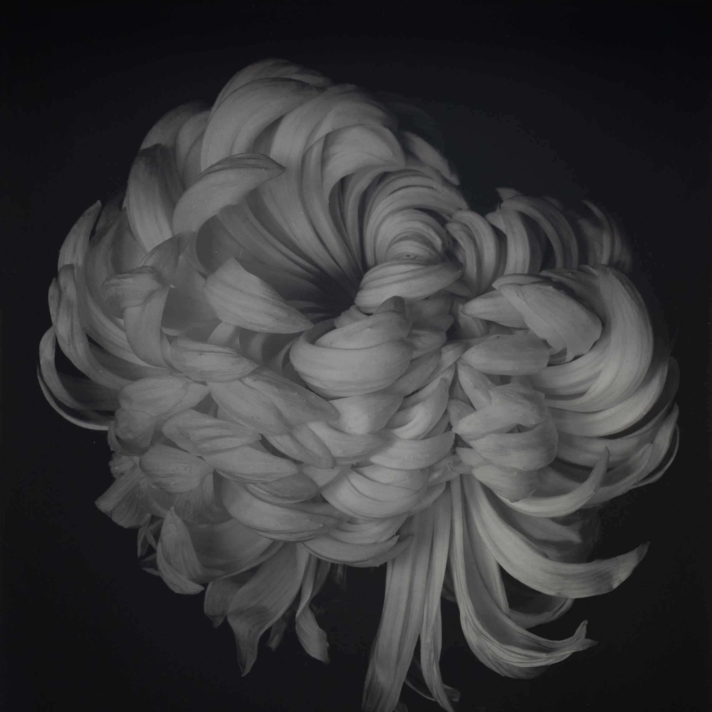 CHRYSANTHEMUM BY BRUCE RAE £850