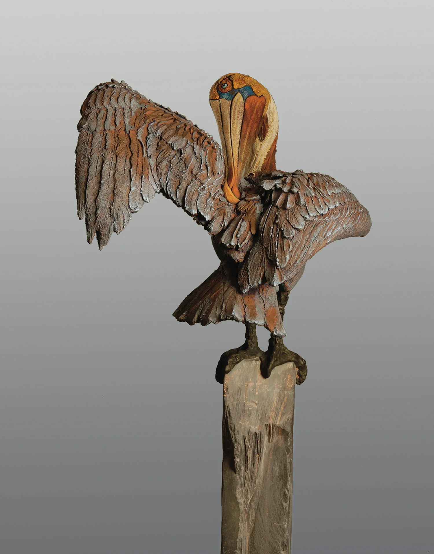 Brown Pelican © Text☰