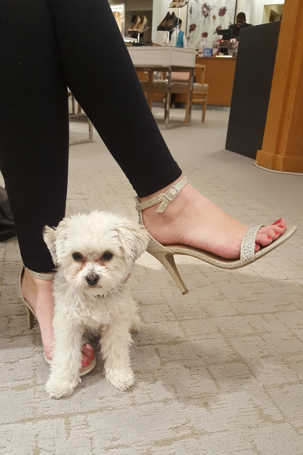 Chappy felt a little more comfortable with these heels but not so sure how Brielle felt about them. Wedding shoe design might be an area Headpiece.com should explore. None of us were very impressed with the selection in any store.