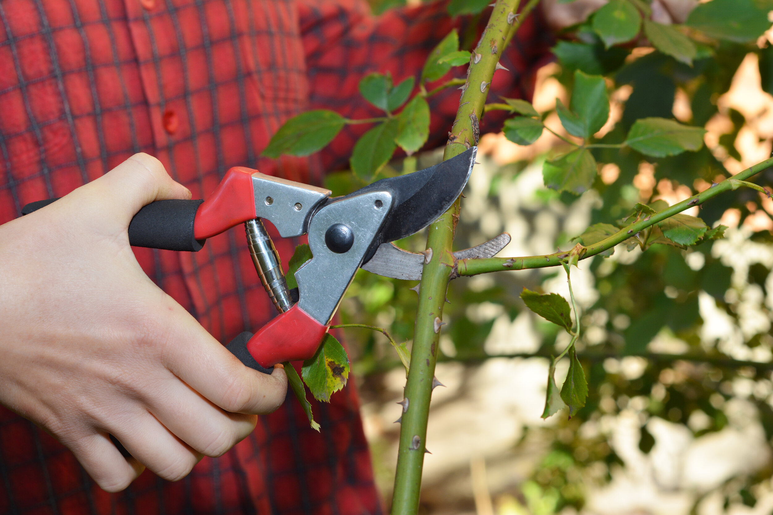 A-gardener-is-pruning-a-rose-using-pruning-shears-to-encourage-new-rose-blooms.-1295965025_4200x2800.jpeg