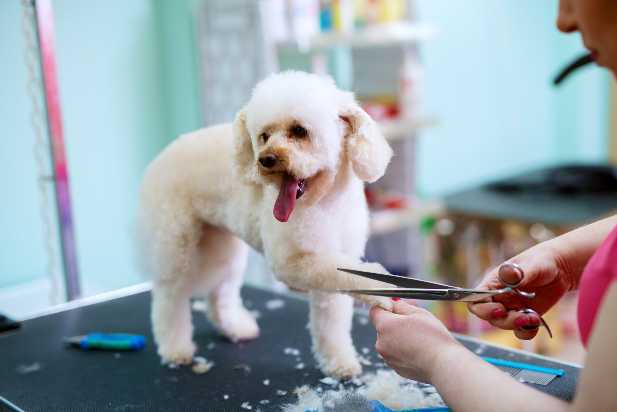 Young-cute-happy-little-white-dog-is-having-his-fur-on-paws-trimmed-by-a-female-animal-hairdresser.-944942222_7360x4912.jpeg