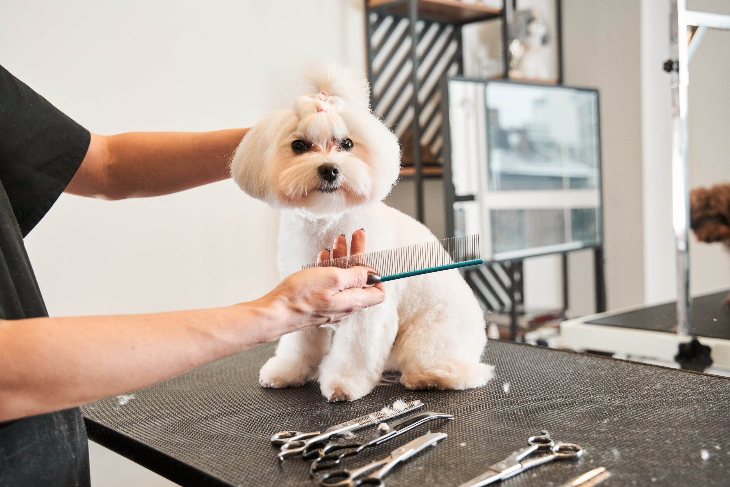 Groomer-holding-brush-at-the-hands-near-the-dog-1298295595_6000x4000.jpeg