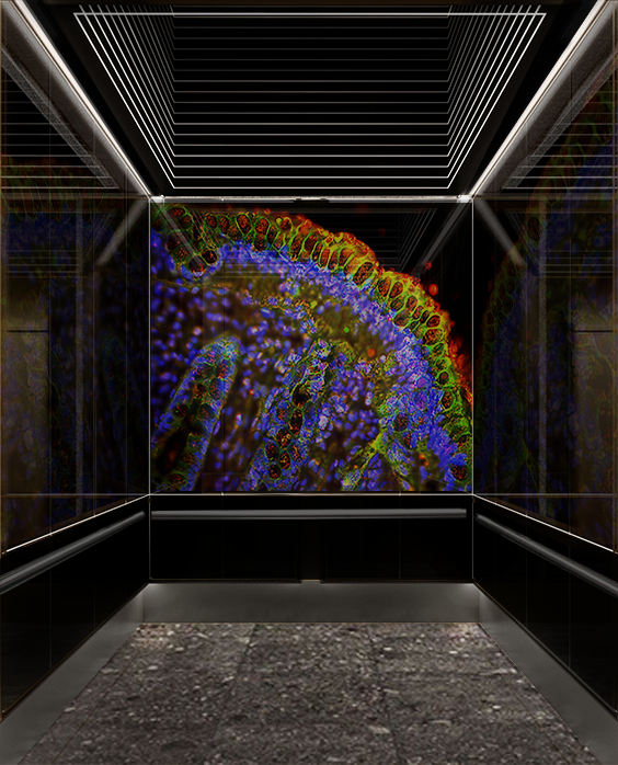 Elevator Study.png