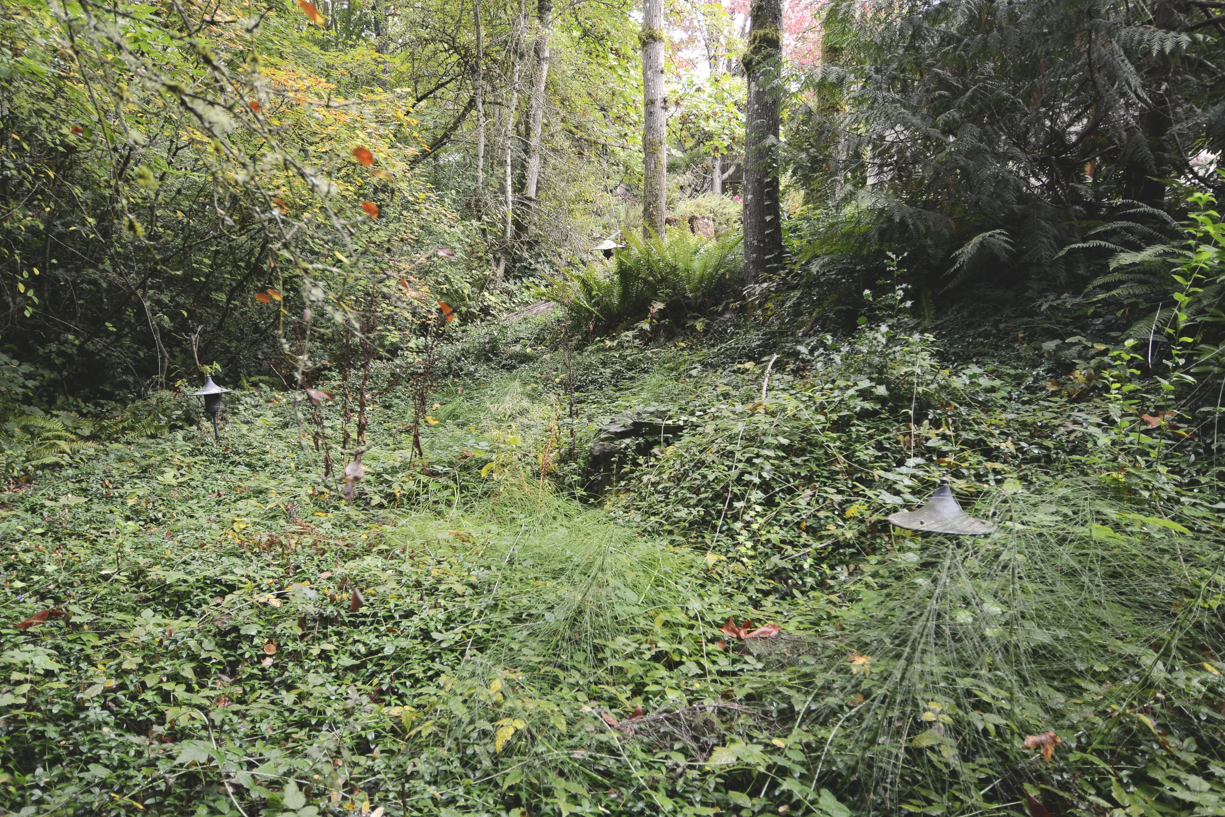 Backyard.jpg