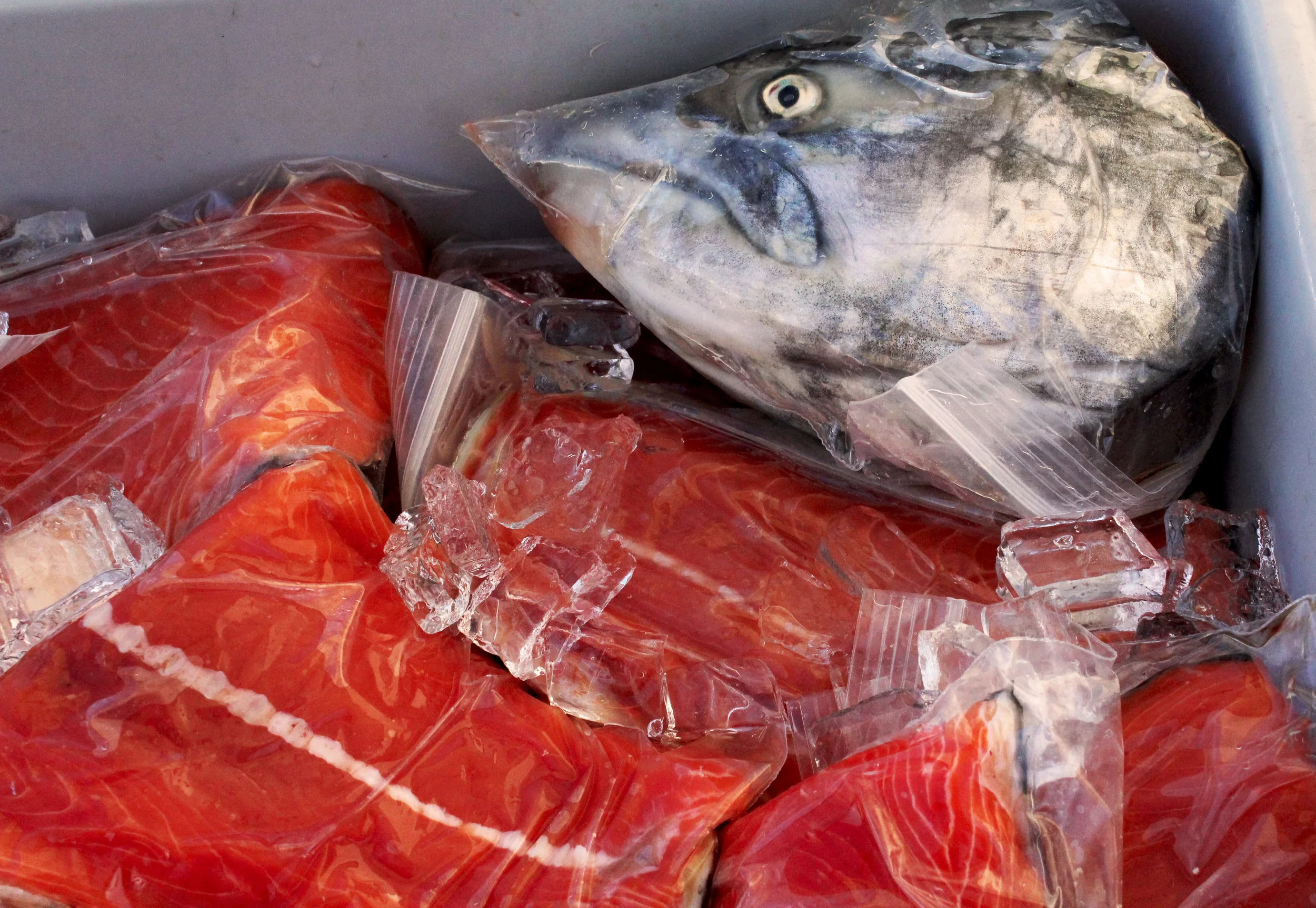 Fishhead.jpg