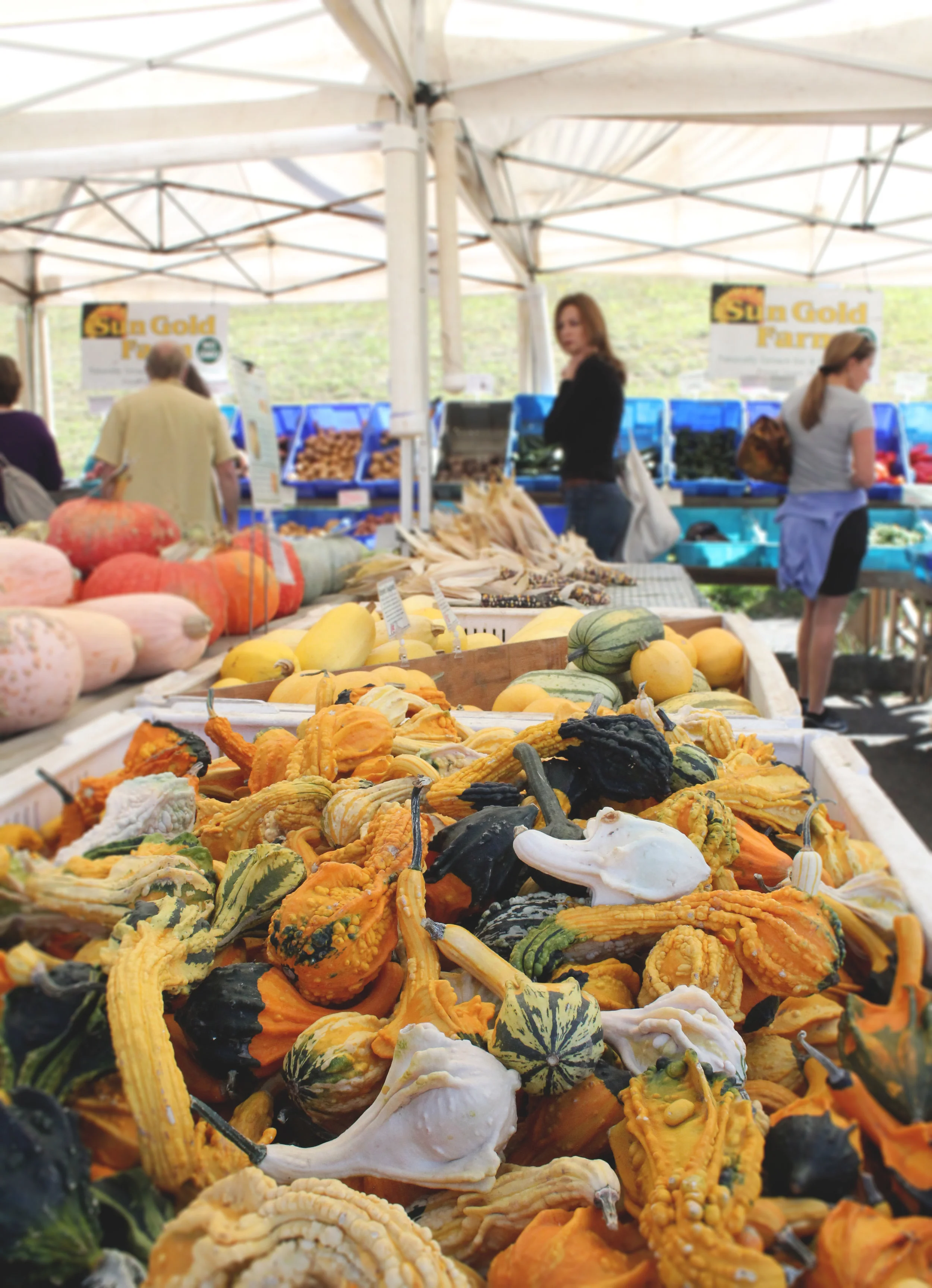 Gourds.jpg