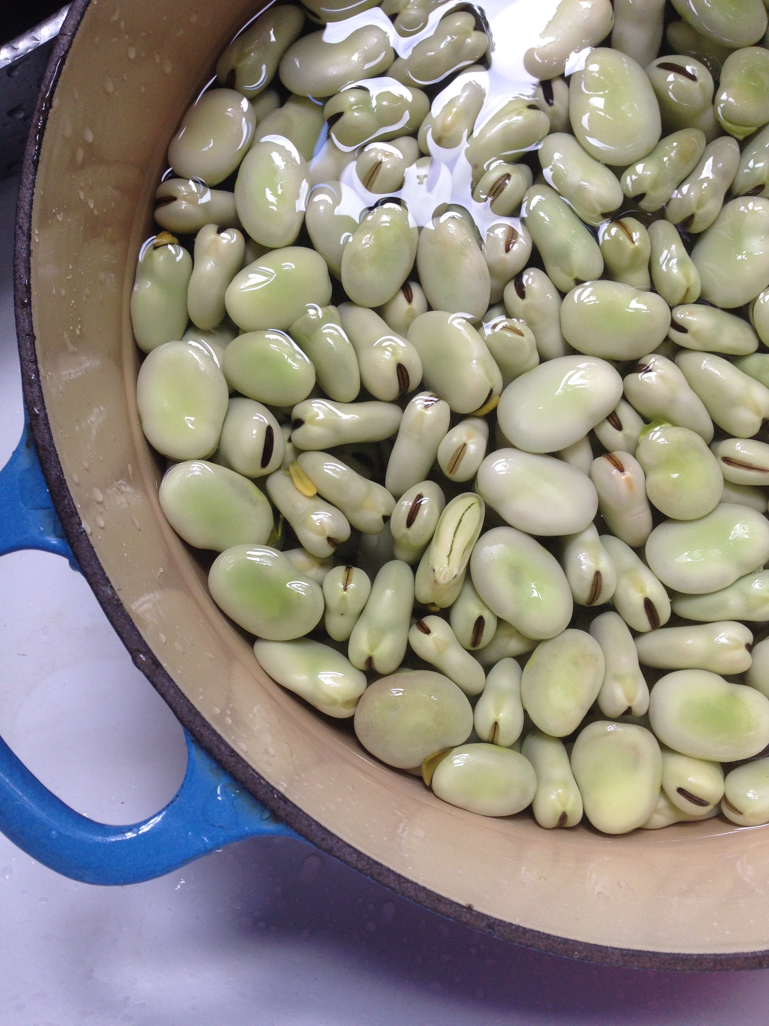 Fresh Fava Beans