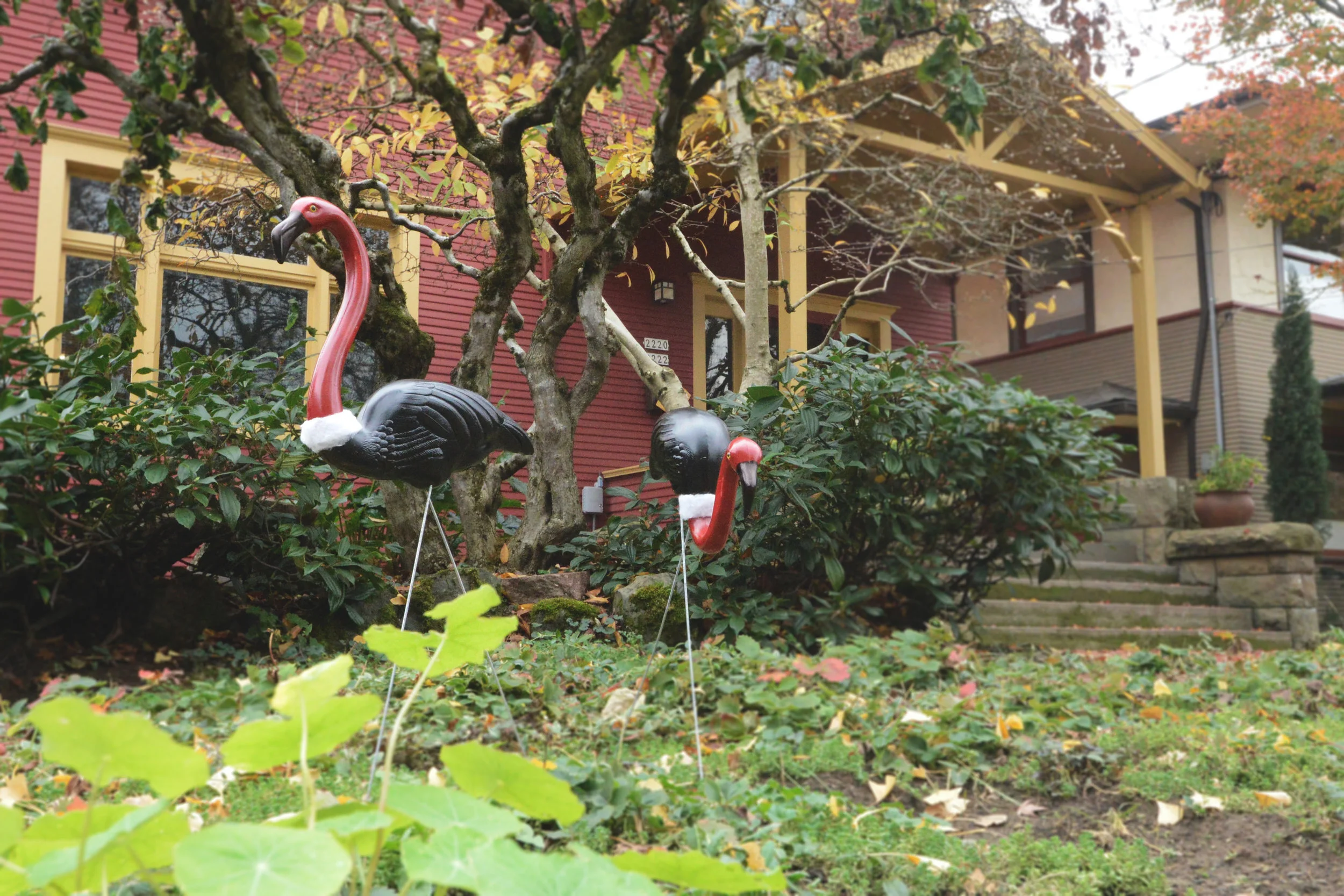 Flamingos.jpg