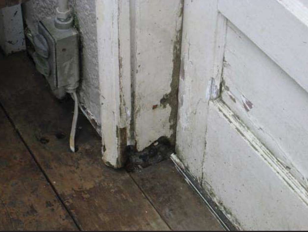 Repair: Dry rot and chipping paint.