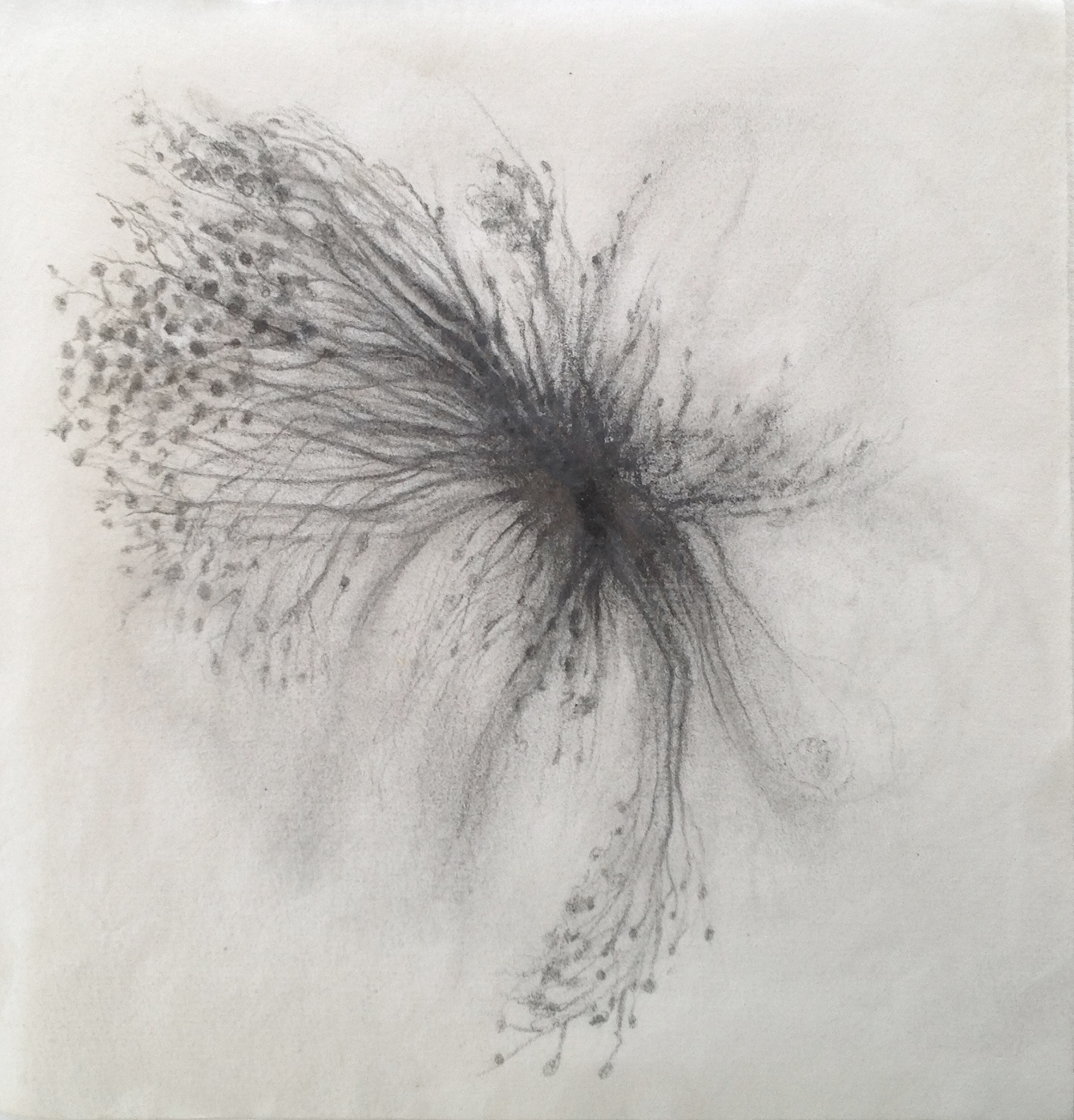 graphite, © 2016, Michael Kirk, all rights reserved