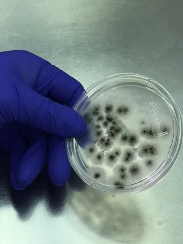 Cleanroom Testing - Common Molds - Recommended Pharmacy Actions