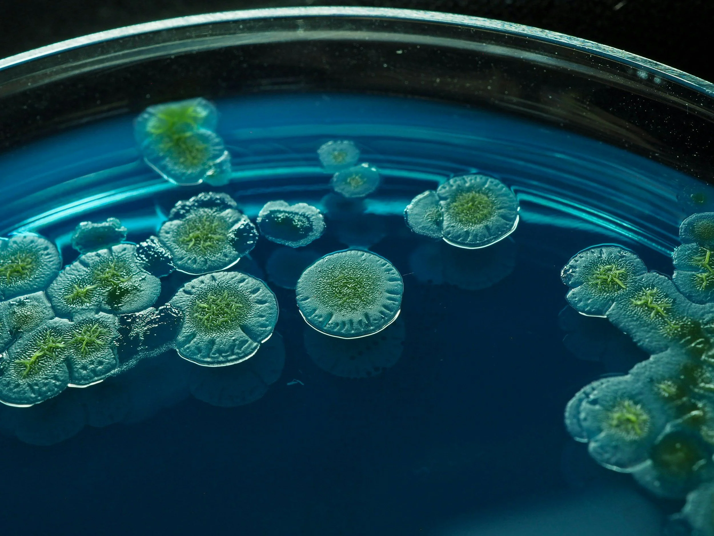 Close-up of small, green aquatic plants floating on water in a clear container.