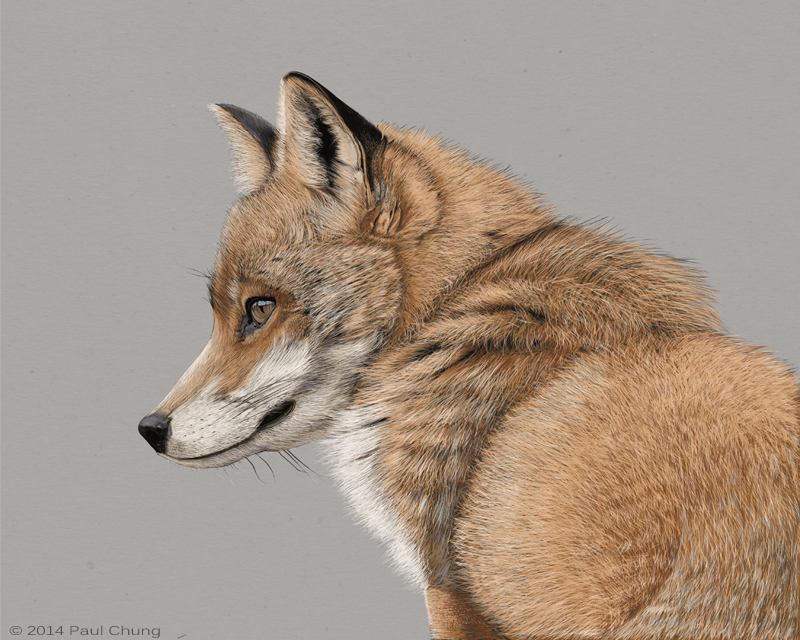 Red Fox - Digital Drawing