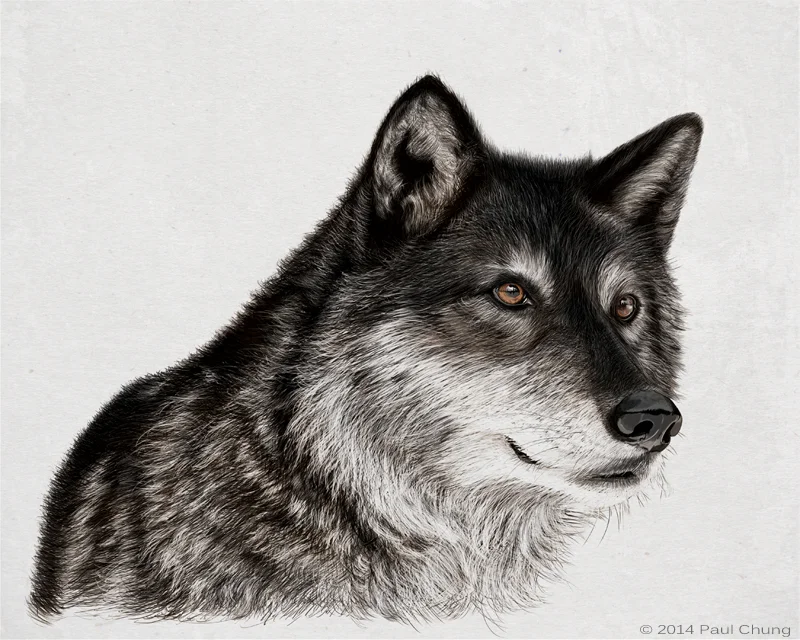 Grey Wolfe - Digital Drawing