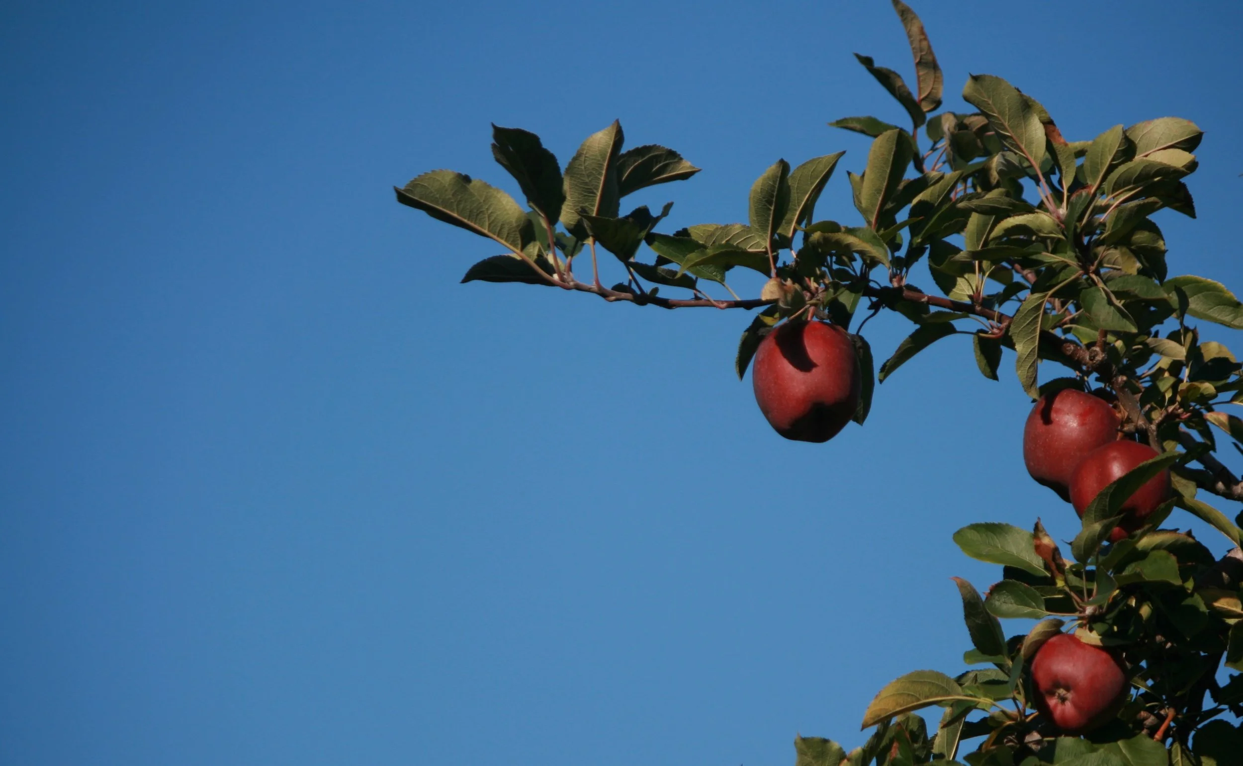 How about these particular apples?