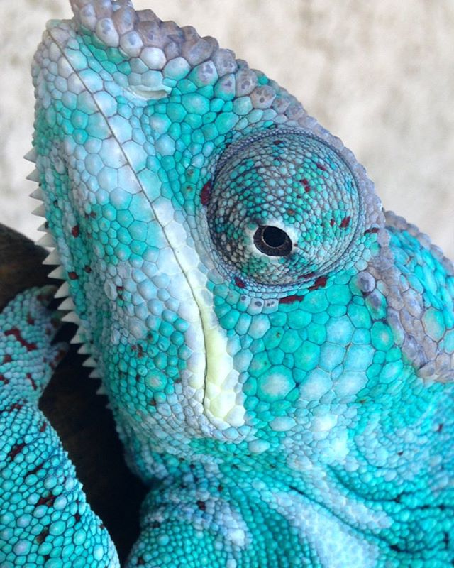 Bright colors, weird personality #nosyfaly #nosyfalypantherchameleon  #faly #madagascar  #chappie #chameleon #pantherchameleon  #blue #turquoise #blueintheface