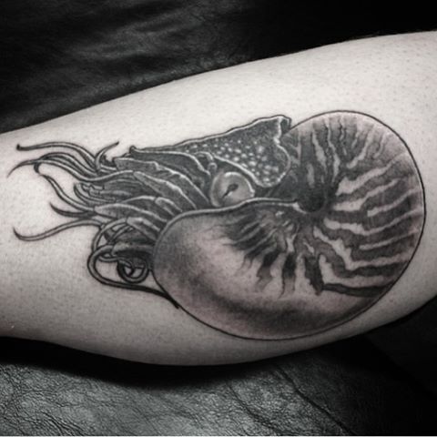 Nautilus #nautilus #deerseyestudio #evanskrederstu #blackandgreytattoo #animaltattoo #deepsea  #sealife #berniesanders #cephalopod #shellfish #hillaryclinton #tedcruz